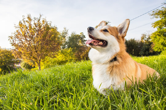 柯基犬