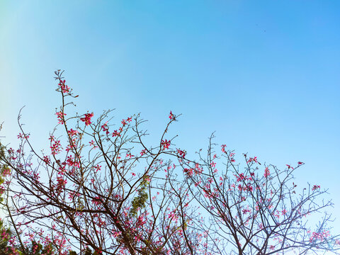 木棉花