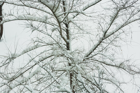 下雪树枝挂雪