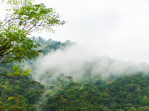 高山云雾