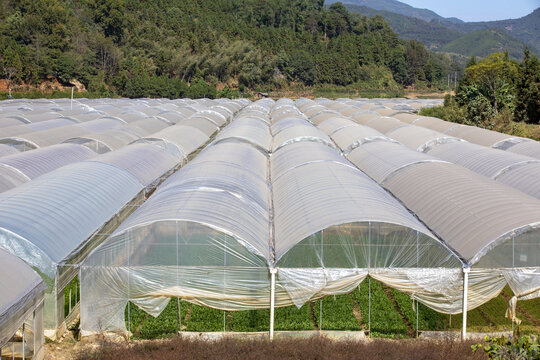 大棚蔬菜基地