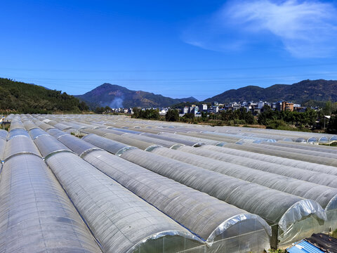 大棚蔬菜基地