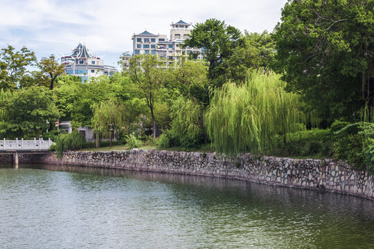 惠州西湖垂柳风景