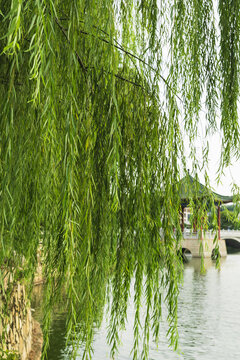 惠州西湖垂柳风景