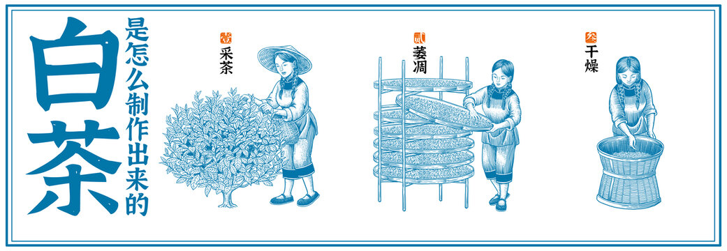 白茶制作工藝