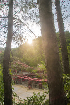 逆光树林古寺