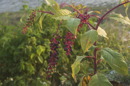 垂序商陆植株局部