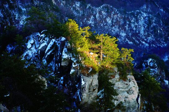 夕照尧山松