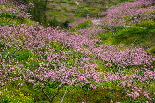 桃花林中桃花开