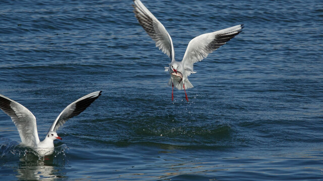 鸥鸟在湖水上追逐表演捕鱼特技