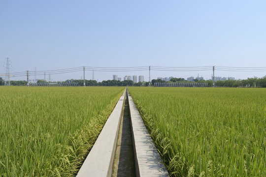 水稻田