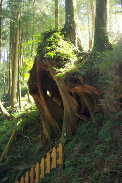 阿里山邹族文化村