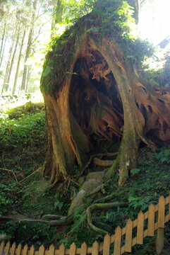 阿里山邹族文化村