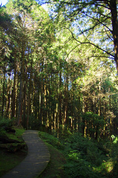 阿里山邹族文化村