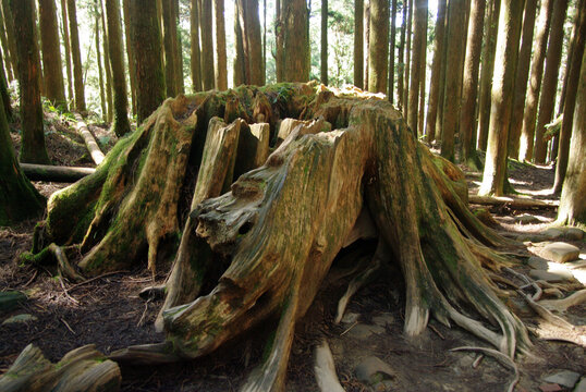 阿里山邹族文化村