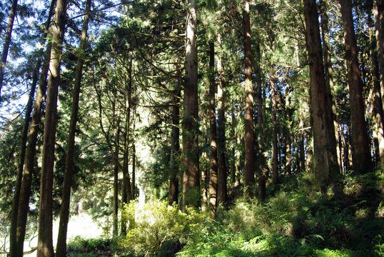 阿里山邹族文化村