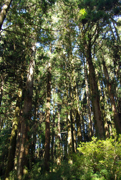 阿里山邹族文化村