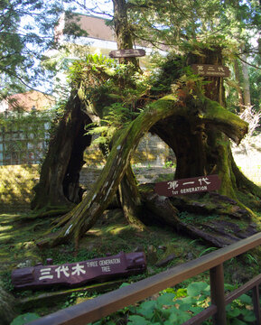 阿里山邹族文化村