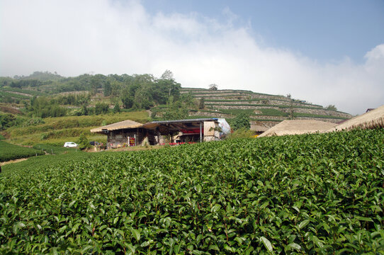 阿里山邹族文化村