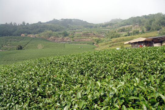 阿里山邹族文化村