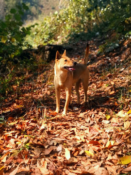 中华田园犬