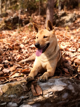 中华田园犬