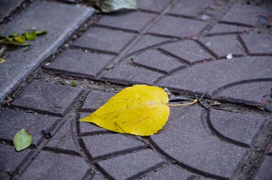 地面上的一片黄叶