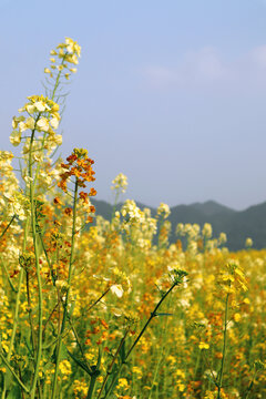 公园里盛开的五彩油菜花