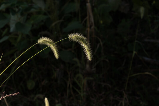 狗尾草