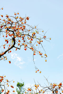 柿红时节