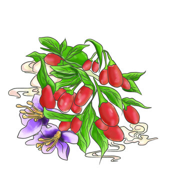枸杞插畫(huà)