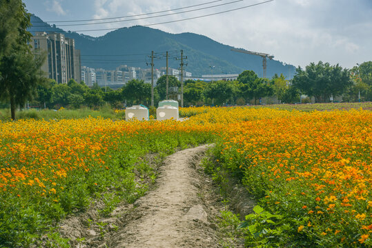 花田