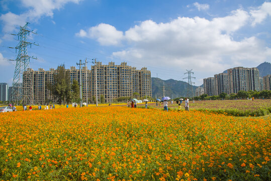 花海和高楼