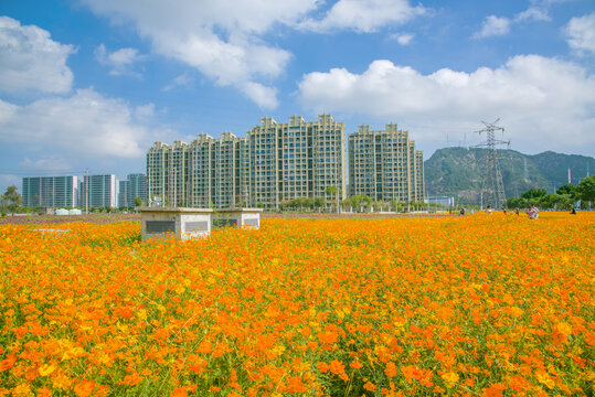 花海和高楼