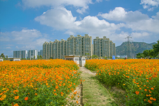 花海和高楼