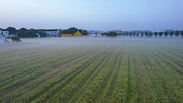 晨雾中的稻田