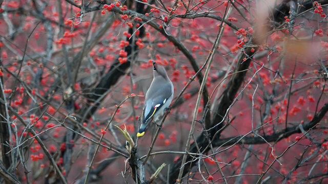 太平鸟在树枝上觅食红果