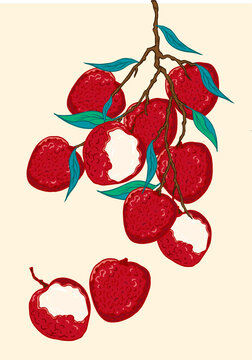 荔枝插畫(huà)