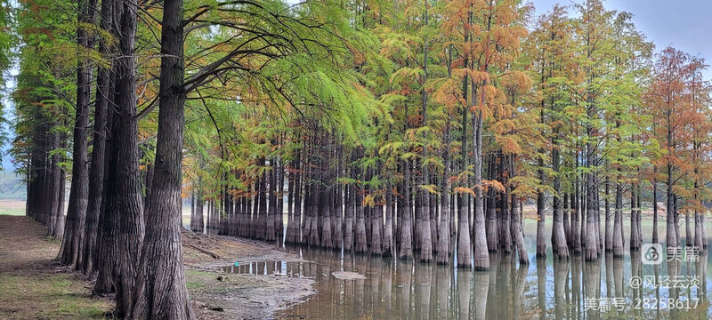 水杉森林