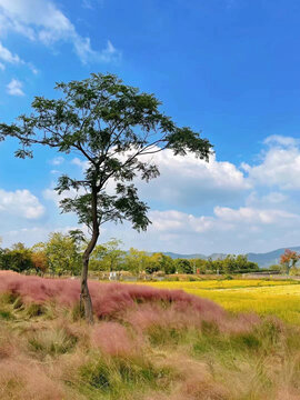 田野中的树