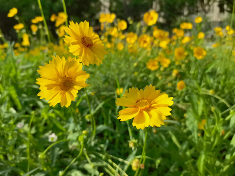 花海金鸡菊