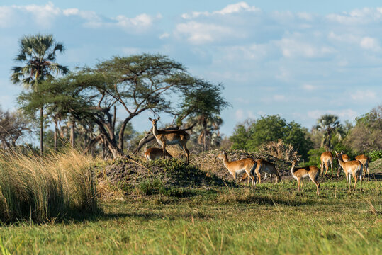 非洲草原野鹿拍摄大草原与鹿