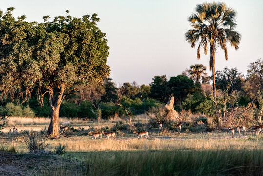 非洲大草原群鹿生活野生动物