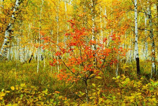 秋季多彩白桦树林
