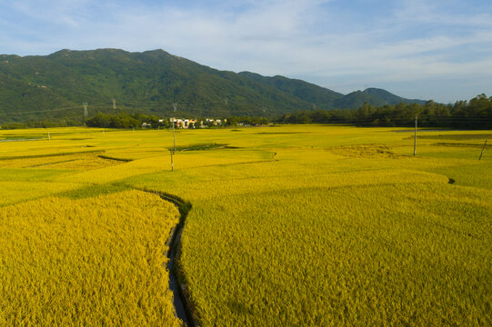 稻田