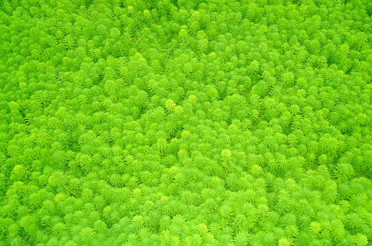 水生植物