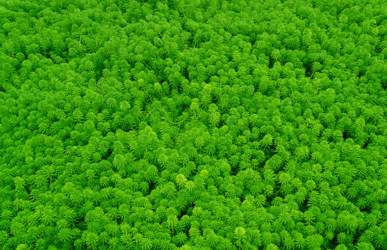 浮水植物