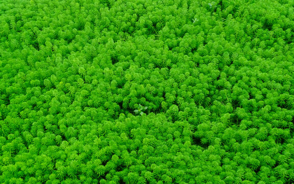 水生植物