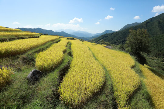 稻田梯田