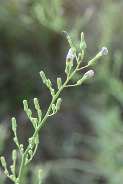 翅果菊